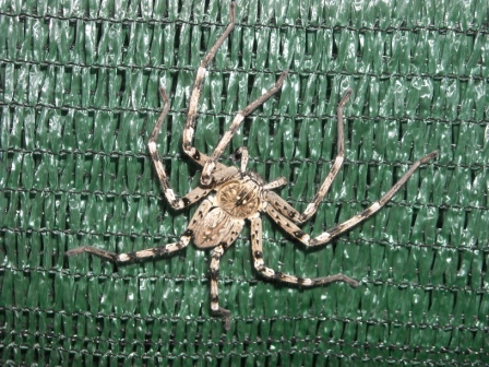 Eusparassus sp. e Tetragnatha sp. da identificare